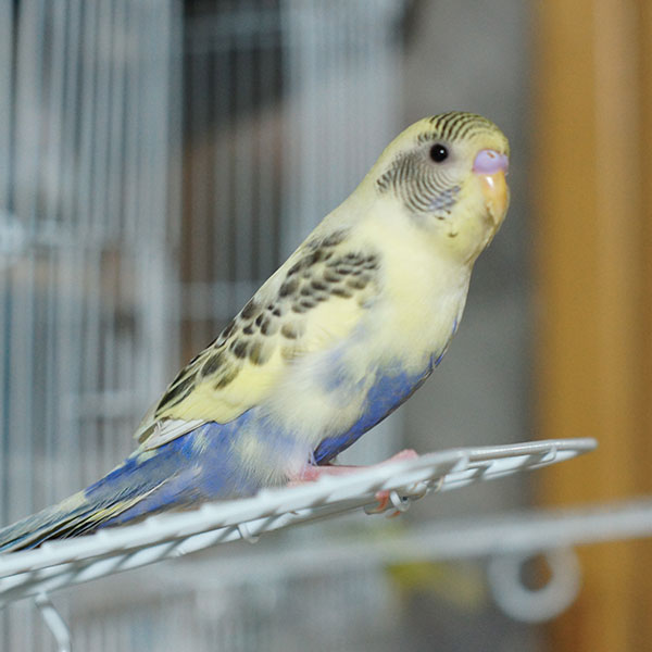 セキセイインコ用