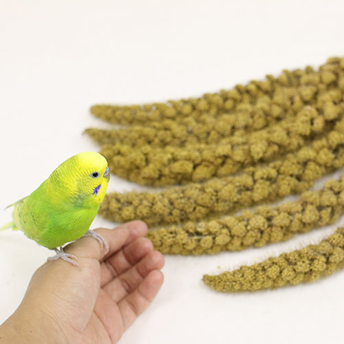 オーガニック(有機JAS認定)黄あわ穂 100g