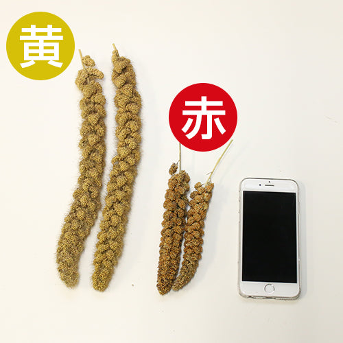 オーガニック(有機JAS認定)赤あわ穂 100g