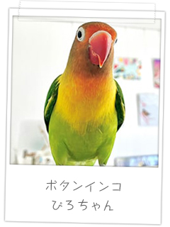 ボタンインコ　ぴろちゃん