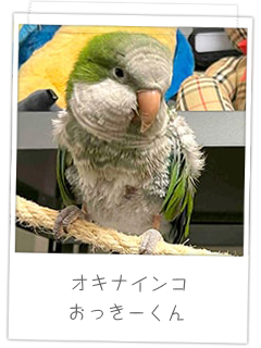 オキナインコ　おっきーくん