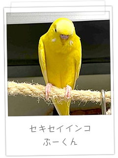 セキセイインコ　ぷーくん