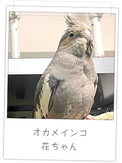 オカメインコ　花ちゃん