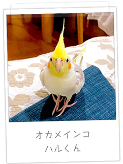 オカメインコ　ハルくん