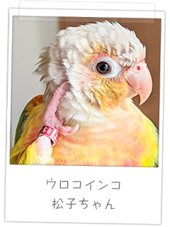 ウロコインコ 松子ちゃん
